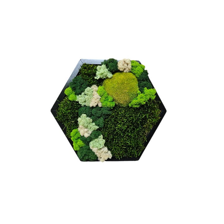 Tablou hexagon, cu muschi si licheni naturali, 32x27 cm