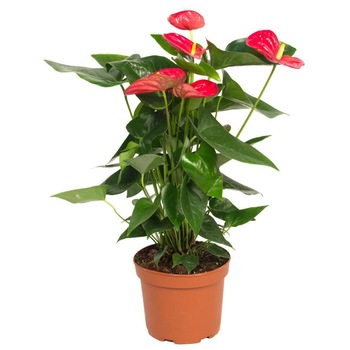Anthurium rosu la ghiveci, Secret Garden Anthurium rosu la ghiveci, Secret Garden