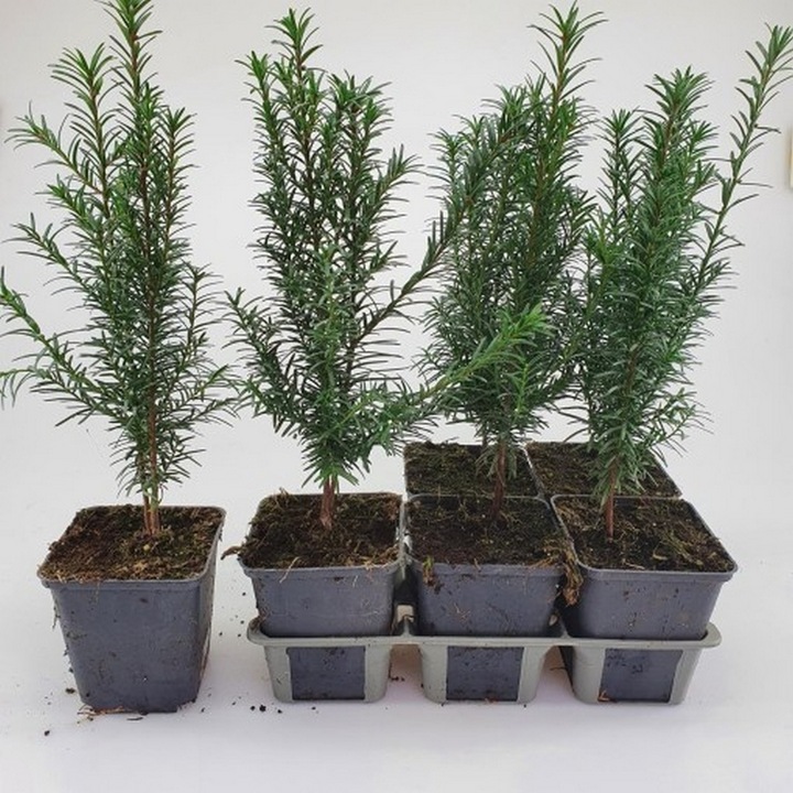 Planta ghiveci de Taxus (Tisa) Baccata de 25 cm