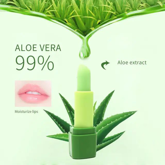 aloe vera fülbe Fresh Whole Aloe Vera Stick