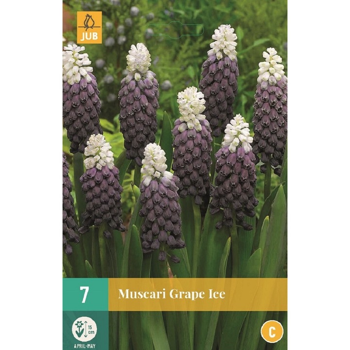 Луковици на цветя, Мускари Muscari Grape Ice, Jub, 7 бр