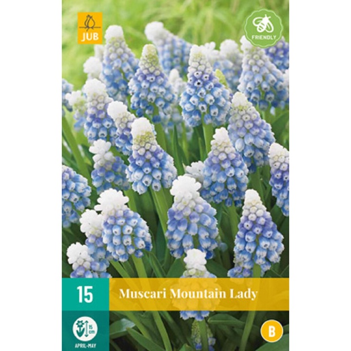 Луковици на цветя, Мускари Muscari Mountain Lady, Jub, 15 бр