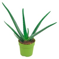 Cauți Aloe Vera Planta Alege Din Oferta Emag Ro