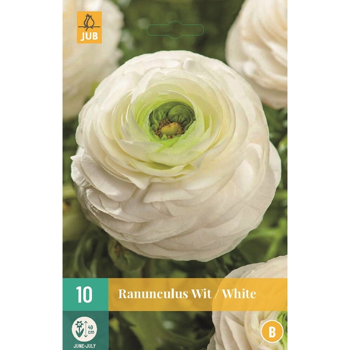 Луковици на цветя, Ранункулус Ranunculus White, Jub, 10 бр