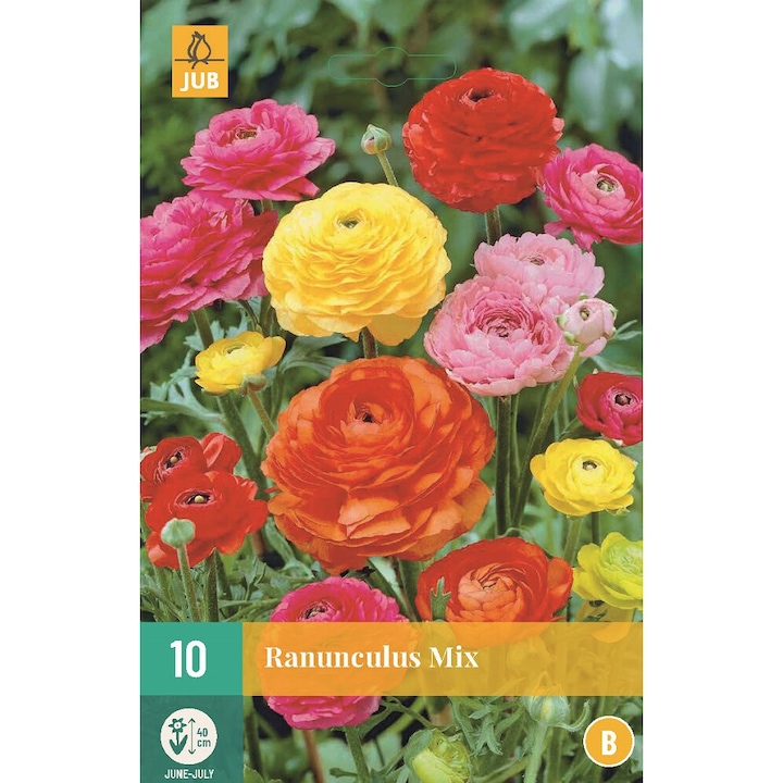 Луковици на цветя, Ранункулус Ranunculus Mix, Jub, 10 бр