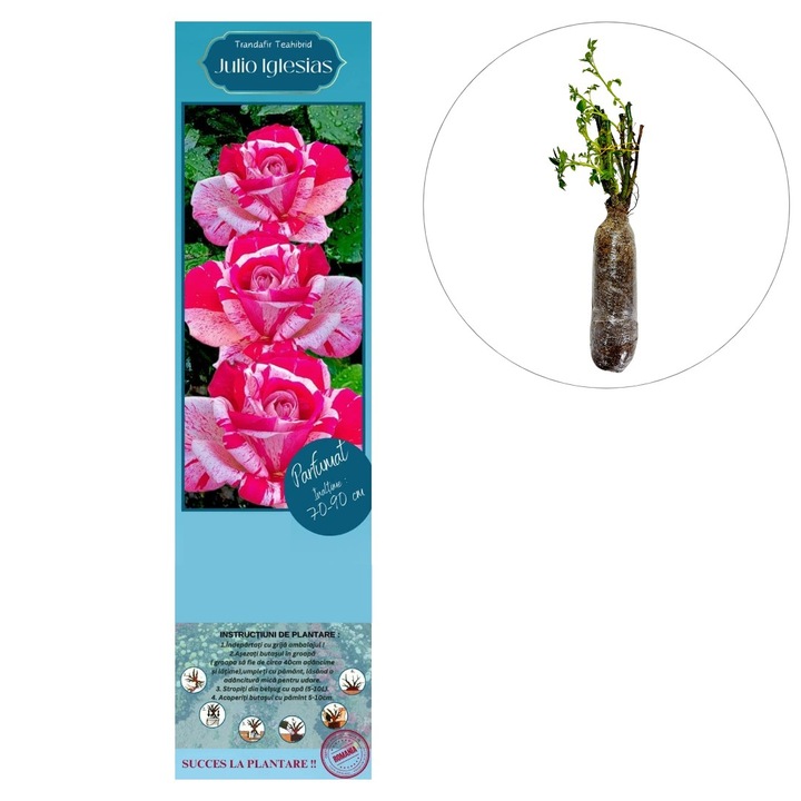 Butas de trandafir hibrid "Julio Iglesias"