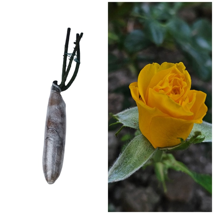 Butas de trandafir altoi clasic, galben, Kerio, 15-25 cm, ambalat in rumegus