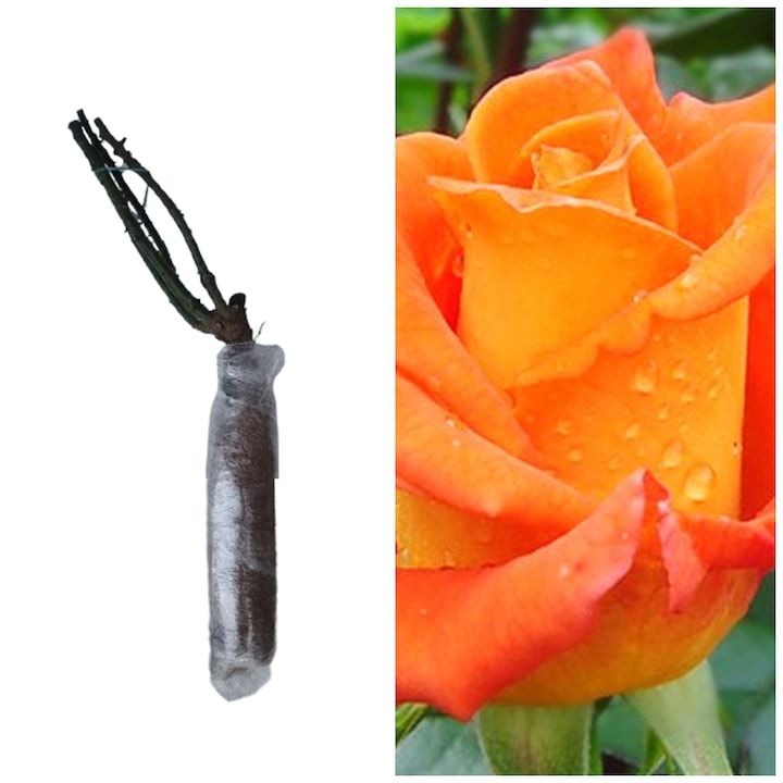 Butas de trandafir aloti clasic, portocaliu, Monica, 15-25 cm, ambalat in rumegus