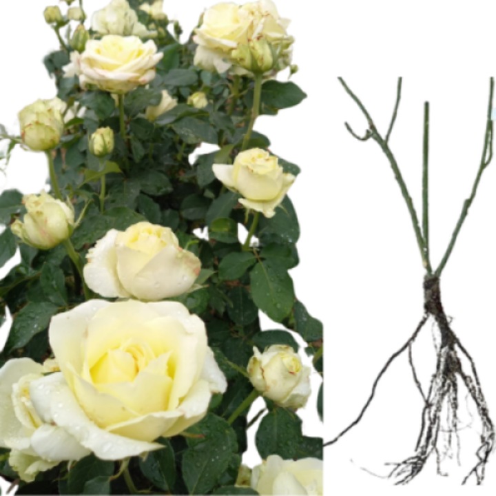 Trandafiri Vivaldi, radacina nuda
