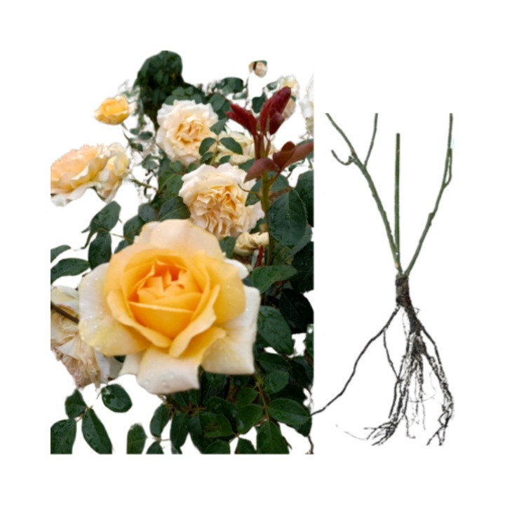 Trandafiri Casanova, radacina nuda