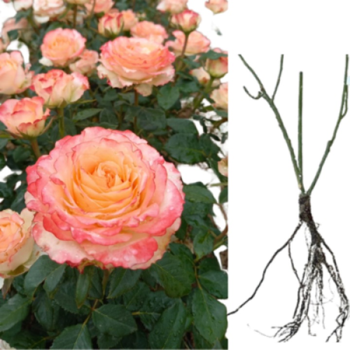 Trandafiri Jalitah, radacina nuda