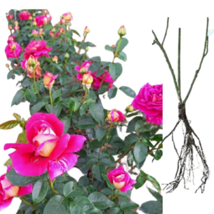 Trandafiri Kronenbourg, radacina nuda