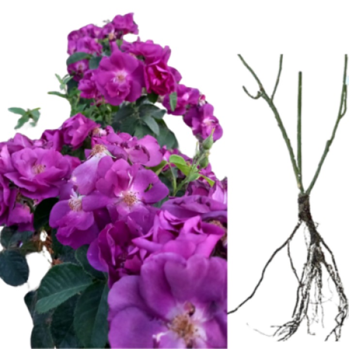 Trandafiri Mov Urcator, radacina nuda