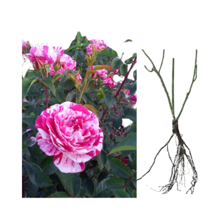 Trandafiri Ferdinand Pichard, radacina nuda