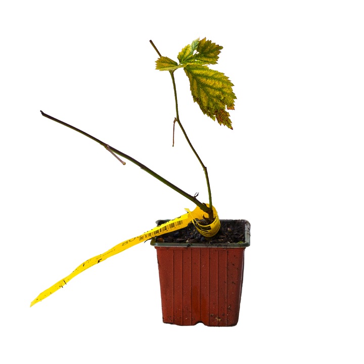 Mur Triple Crown, Rubus Fruticosus Triple Crown, ghiveci 0.9L, H 20-30 cm, fara spini