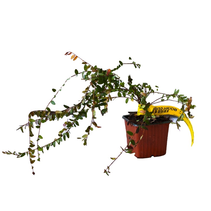 Merisor Pilgrim, Vaccinium Macrocarpon, ghiveci 0.9L, H 20-30 cm