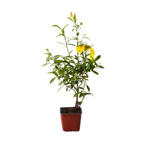 Pomi, arbusti si butasi