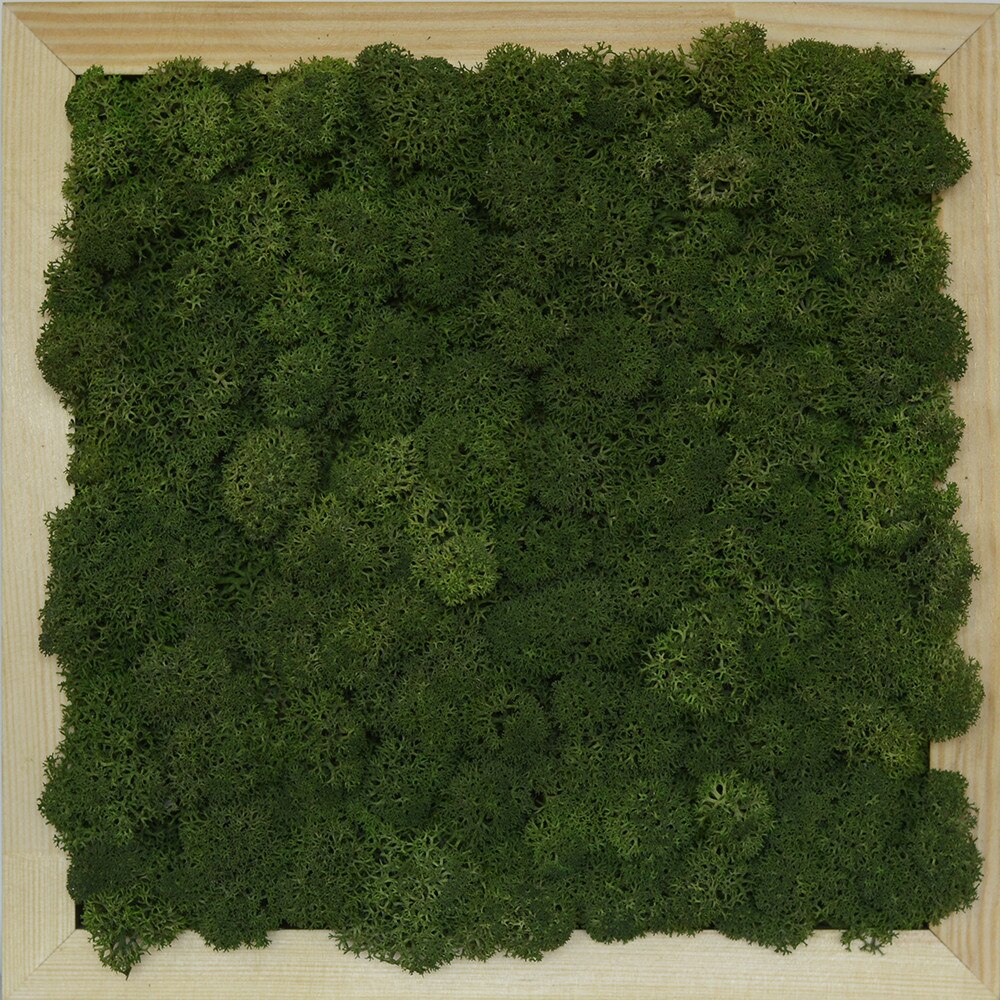 Tablou licheni urbani ARTFLORA Uni Green Broccoli, 23,3 x 23,3 cm, Lemn natur