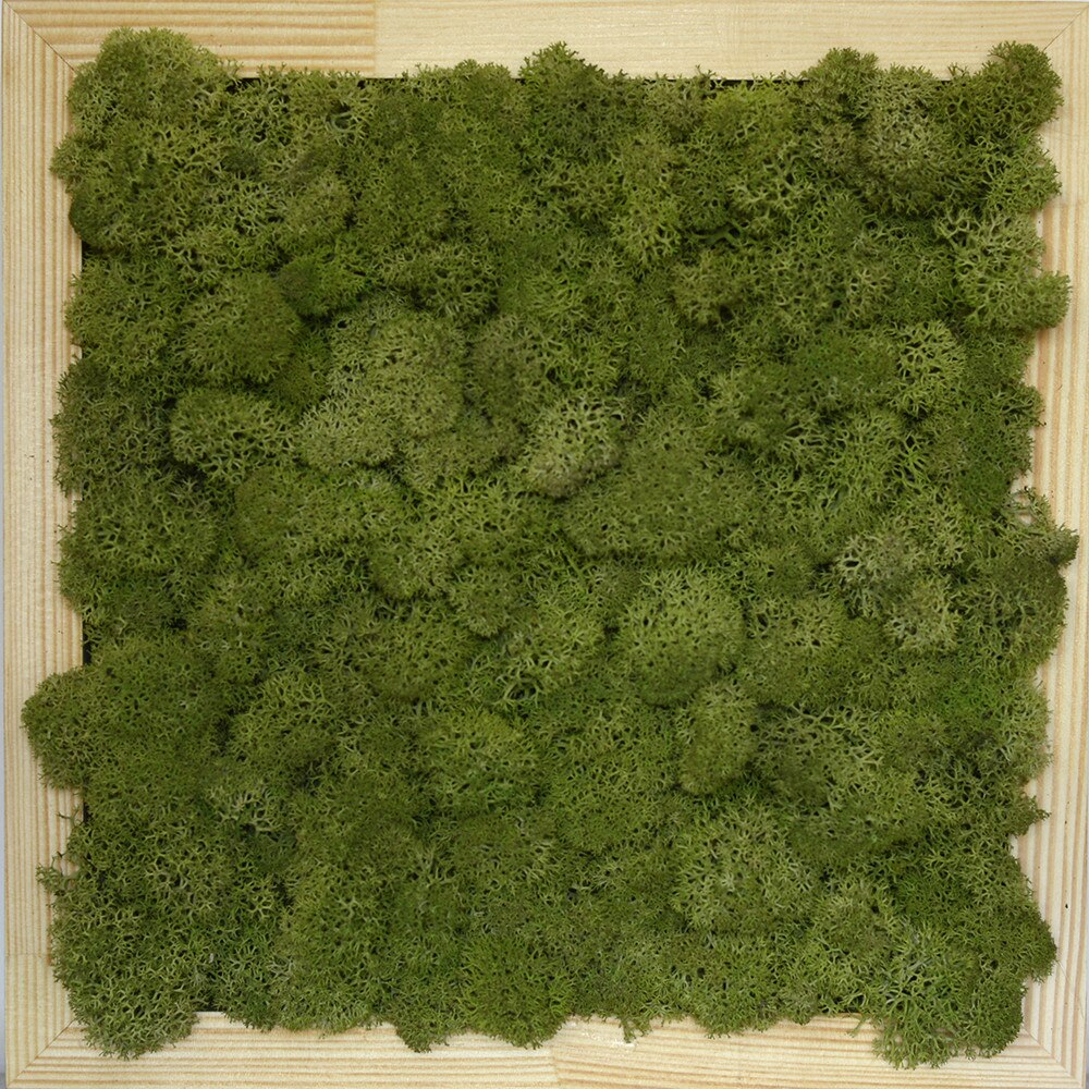 Tablou licheni decorativi ARTFLORA Uni Green Forest, 23,3 x 23,3 cm, Lemn natur