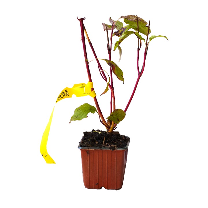 Corn, Cornus Alba Sibirica, ghiveci 0.9L, H 20-30 cm