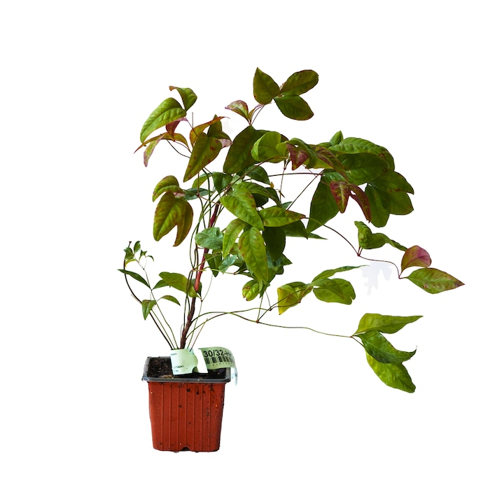 Bambus Sfant, Nandina Domestica Firepower, ghiveci 0.9L, H 20-30 cm