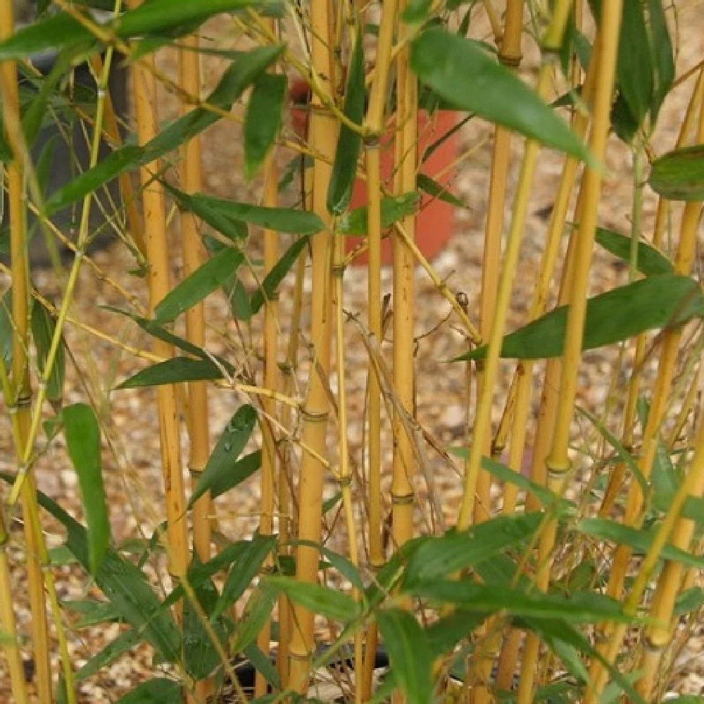 Bambus Auriu, Phyllostachys Aureocalis, ghiveci 5L, H 60-100 cm - eMAG.ro