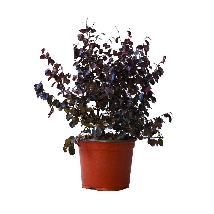 Floarea cu Franjuri Tufa, Loropetalum Chinense Ever Red, ghiveci 5L, H 30 cm