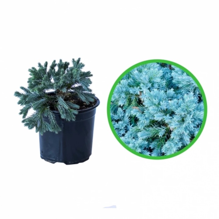 Ienupar Tarator Albastru Blue Star, Juniperus Squamata Blue Star, ghiveci 0.9L, H 20-30 cm, vesnic verde