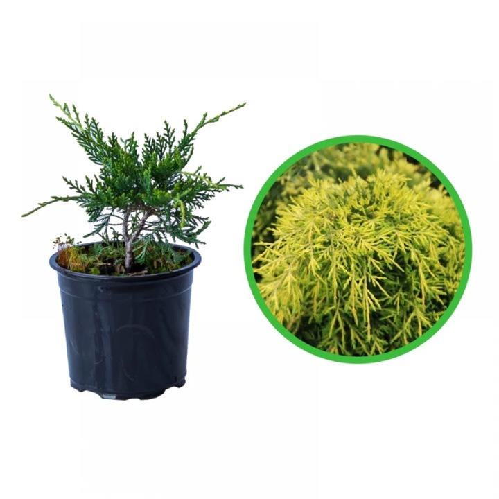 Ienupar Tarator Old Gold, Juniperus Horizontalis X Pfitzeriana Old Gold, ghiveci 0.9L, H 20-30 cm, vesnic verde