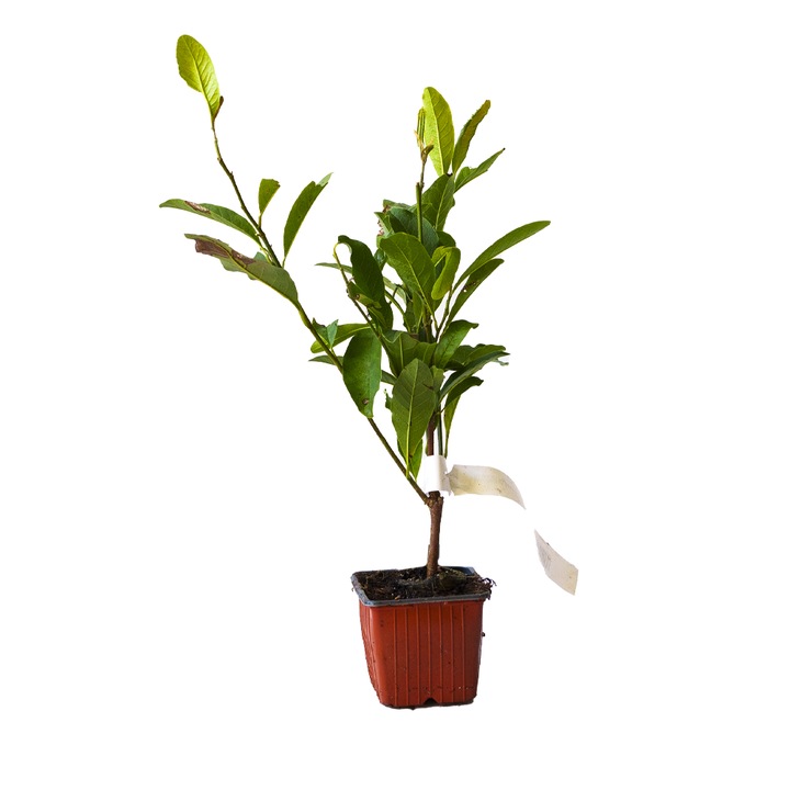 Laur Englezesc Novita, Prunus Laurocerasus, vesnic verde