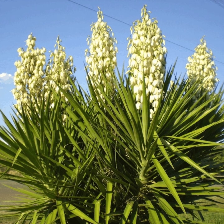Yucca de Gradina, Yucca Filamentosa, ghiveci 3L, H 20-30 cm, vesnic verde