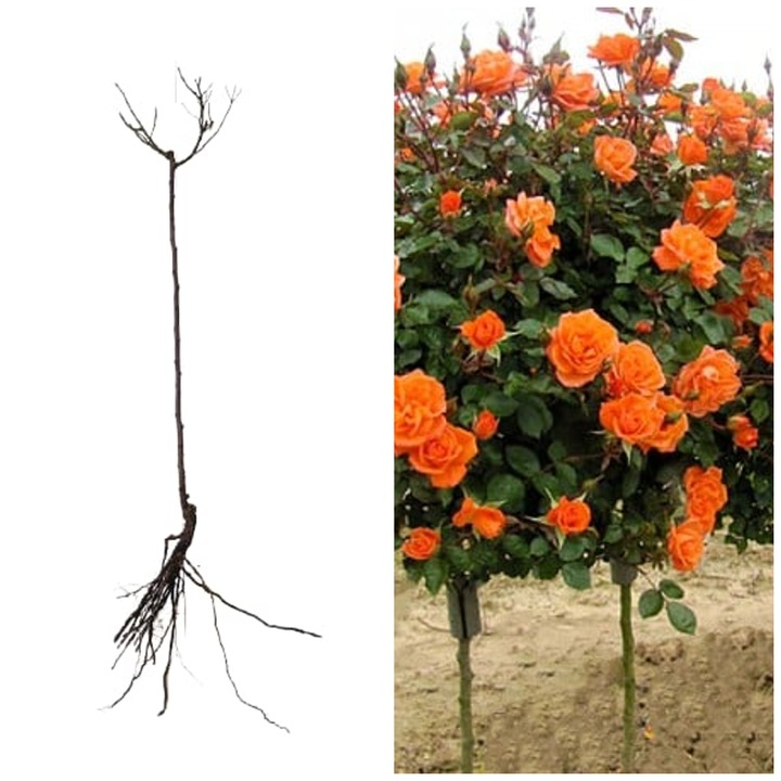 Trandafir pomisor portocaliu, Monica, port inalt altoi Laxa, 150 cm