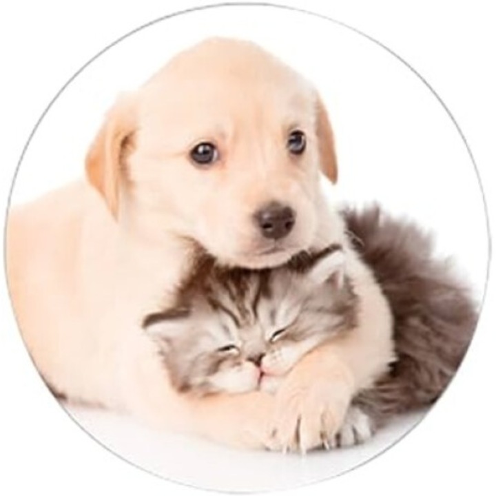 Комплект от 30 капачета за контакти, REV, защита за деца и против прах и мазнини, 230 V, мотив кученце и котка