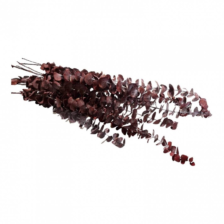 Flori naturale stabilizate, eucalipt, 10 fire, 70 cm, bordo