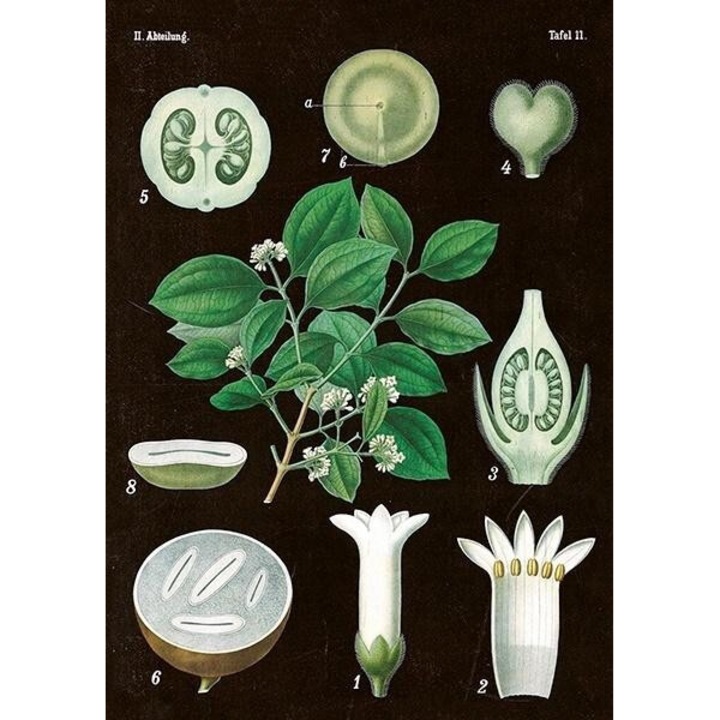 Karnet B6 cu coperta Amelanchier, Skona Ting, 163x128mm