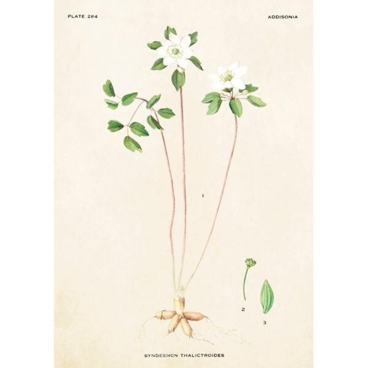 Karnet B6 cu coperta Zawilczyk, Skona Ting, 163x128mm