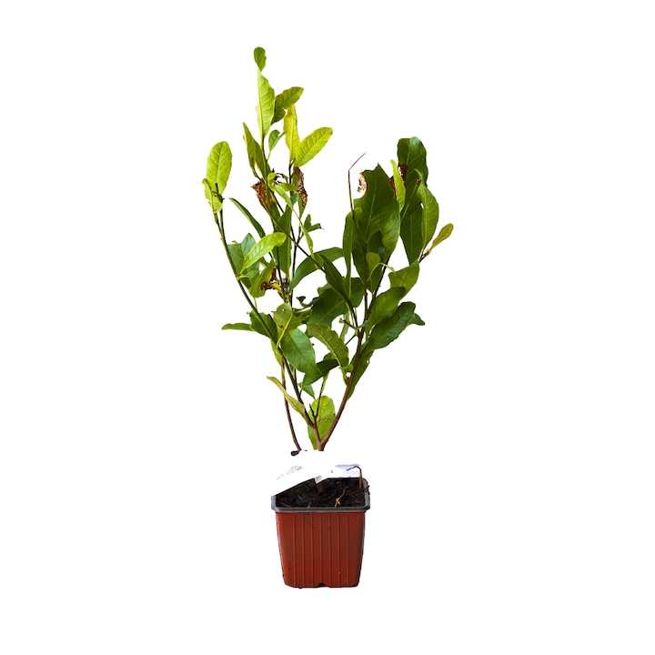 Magnolia Stellata, ghiveci 0.9L, H 20-30 cm, alba