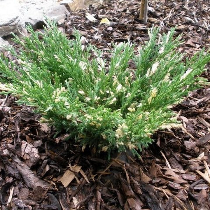 Ienupar Tarator Andorra Variegata, Juniperus Horizontalis Andorra Variegata, ghiveci 0.9L, H 20-30 cm, vesnic verde