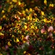 Cytisus La Coquette, ghiveci 0.9L, H 20-30 cm