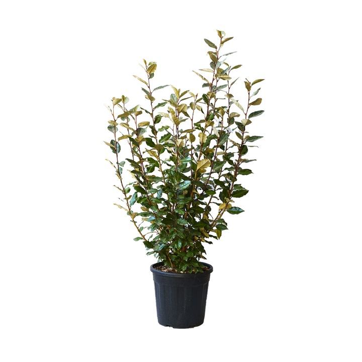 Salcioara, Elaeagnus Ebbingei Compacta, ghiveci 9L, H 60-80 cm, tufa, vesnic verde