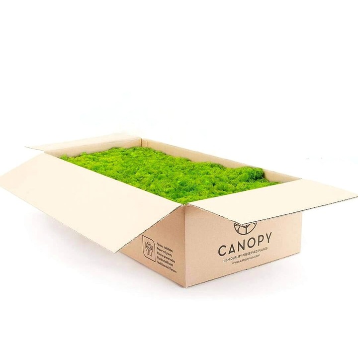 Licheni stabilizati Canopy verde aprins 5kg