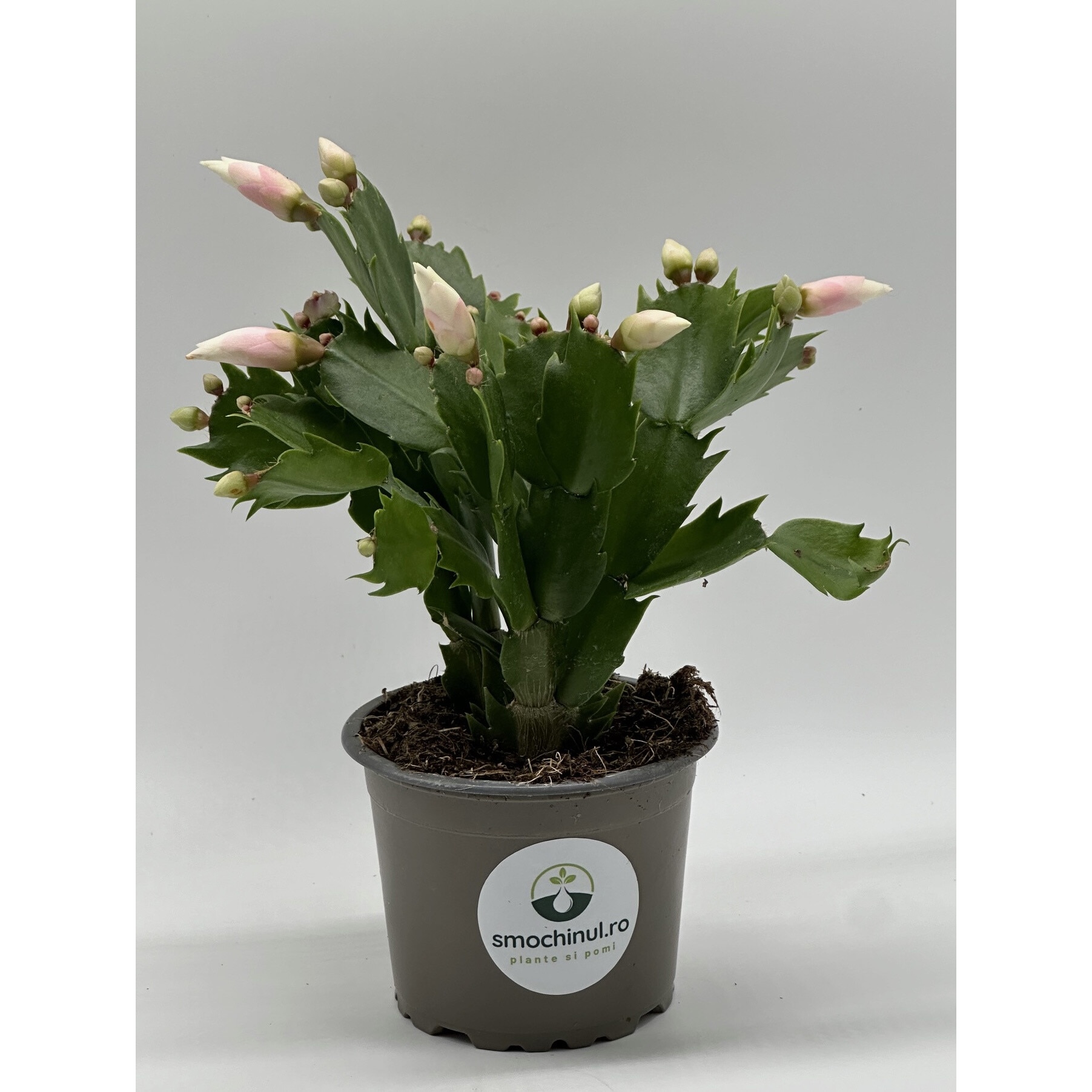 freddie calathea Calathea Concinna Freddie | 13cm Pot | Pet Friendly House Plant