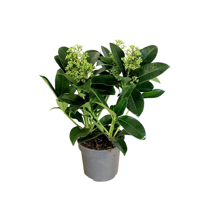 Artbust vesnic verde Skimmia Fragrant Cloud