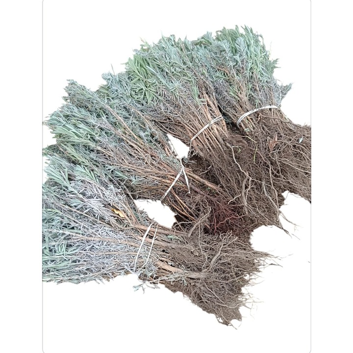 Резници лавандула Povesti din lavanda, 50 броя