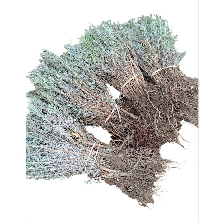 50 db-os levendula dugványos csomag - Povesti din lavanda