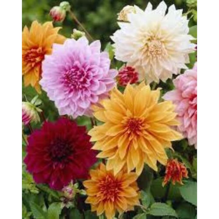 Dalii mix culori, set 5 bulbi, decorativ, înălțime 50-80cm, diametru lateral 40-60cm