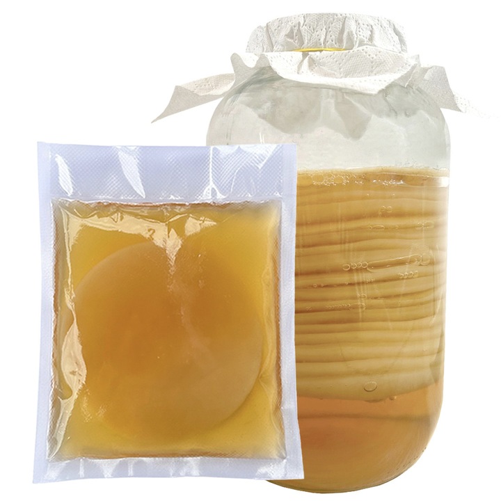 Cultura de kombucha, ciuperca de kombucha, pentru pregatire kombucha acasa