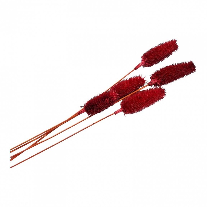 Flori naturale stabilizate, dipsacus scai, 5 fire, 50 cm, rosu