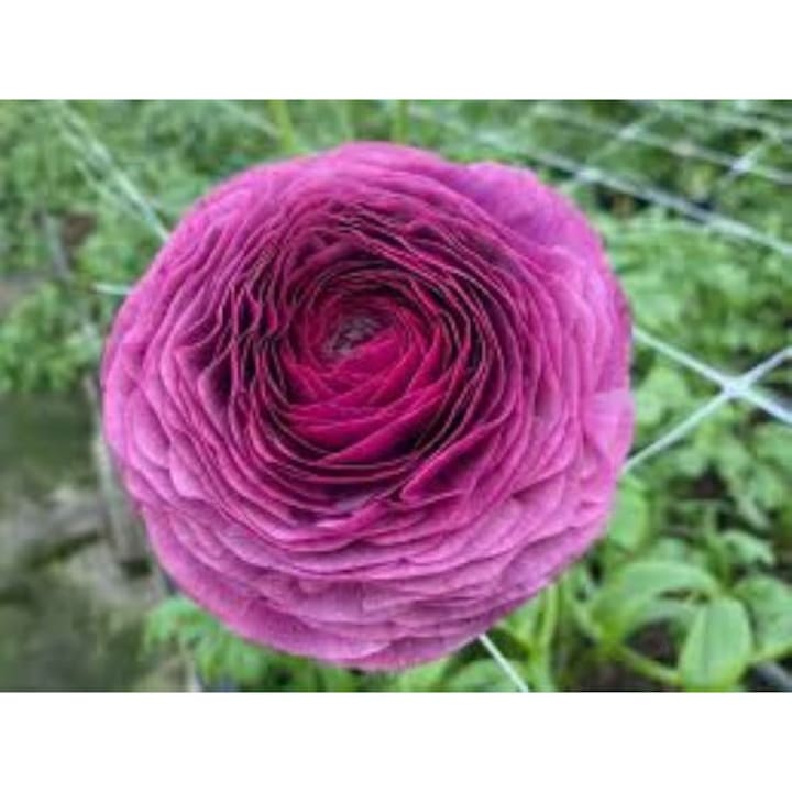 Italian Ranunculus Milka Piciorul Cocosului Italian, Ranunculus Elegance Milka, 1 rizom - eMAG.ro