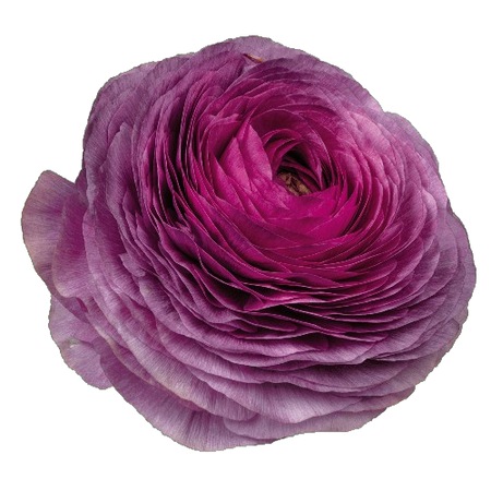 Milka Ranunculus Piciorul Cocosului Italian, Ranunculus Elegance Milka, 1 rizom - eMAG.ro